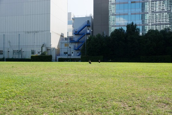 トイプードル ブログ 銀座リリーとドナas know as de wan74