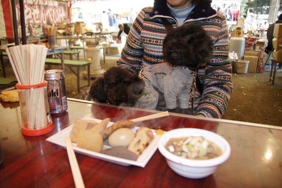 銀座トイプードルリリーas know as de wan37