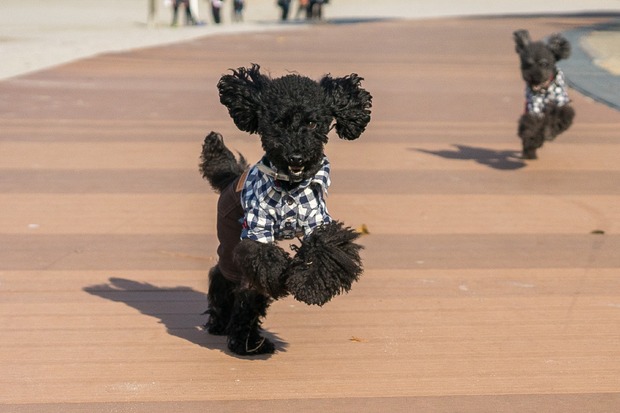 20151212ブラックトイプードル銀座リリー＆ドナ32