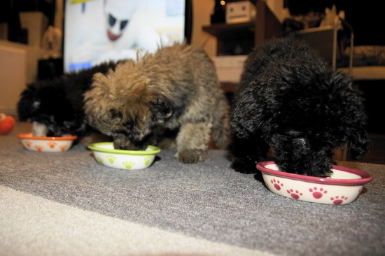 銀座トイプードルリリーas know as de wan23