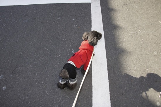 銀座トイプードルリリーas know as de wan16