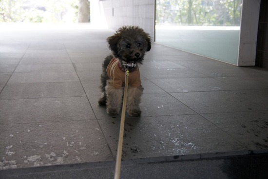 銀座トイプードルリリーas know as de wan02