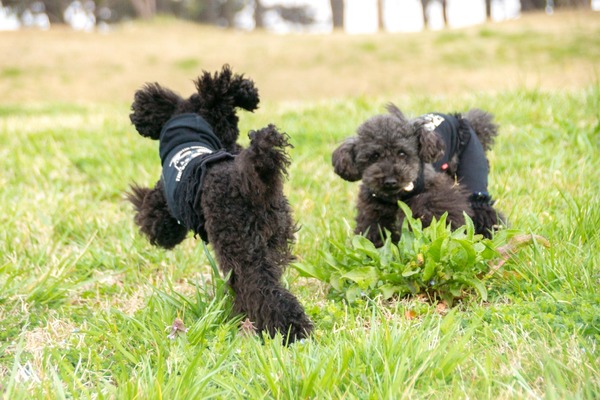 ブラックトイプードル銀座リリードナ041