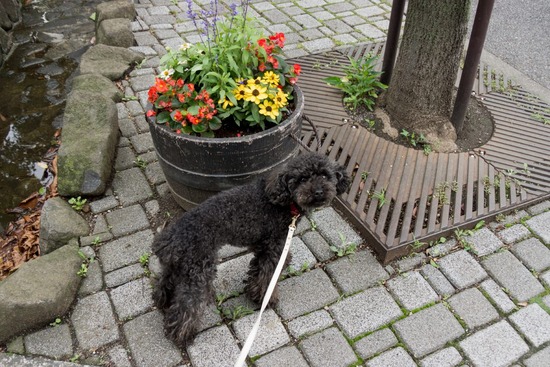 ブラックのトイプードル銀座リリー＆ドナas know as de wan09