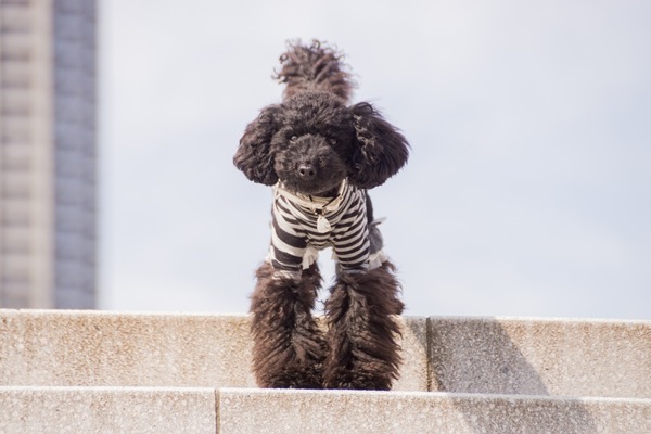 ブラックトイプードル銀座リリードナ016