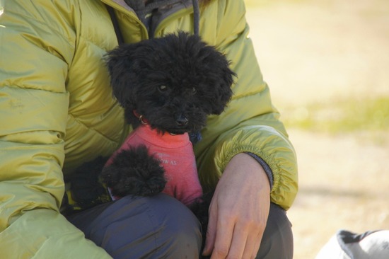 銀座トイプードルリリーas know as de wan51