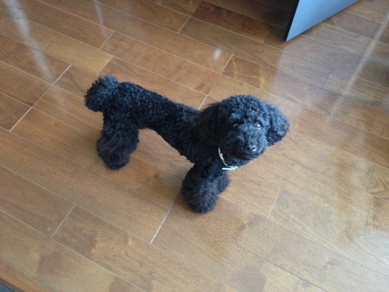 ブログRosieトイプードル銀座リリーとドナas know as de wan54