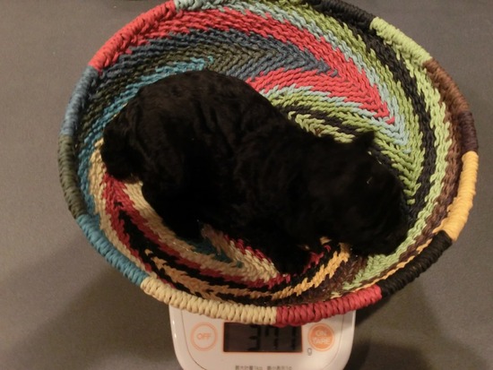 as know as de wanとトイプードルブラックの銀座リリー03