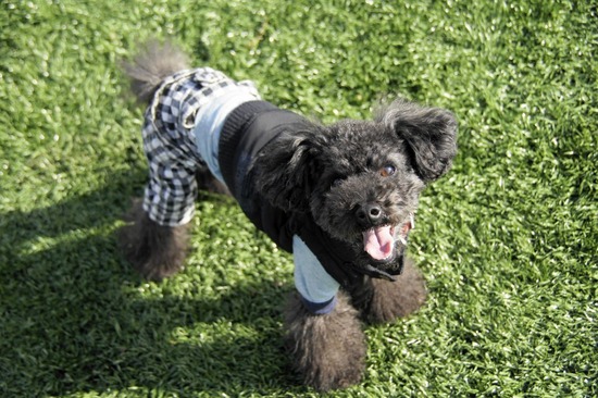 銀座トイプードルリリーas know as de wan33