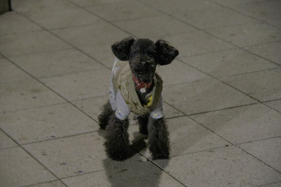 as know as de wan トイプードル 銀座リリー15