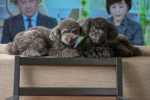 ブラックトイプードル銀座リリー＆ドナ274