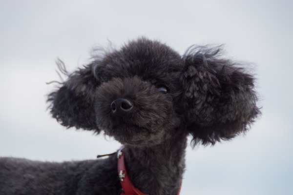 ブラックトイプードル銀座リリードナ015