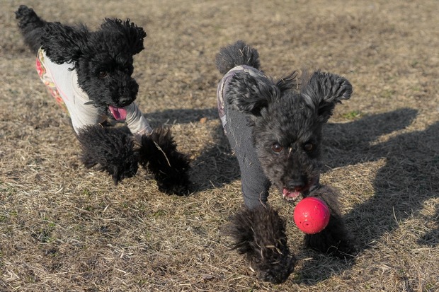 20160203ブラックトイプードル銀座リリードナ48