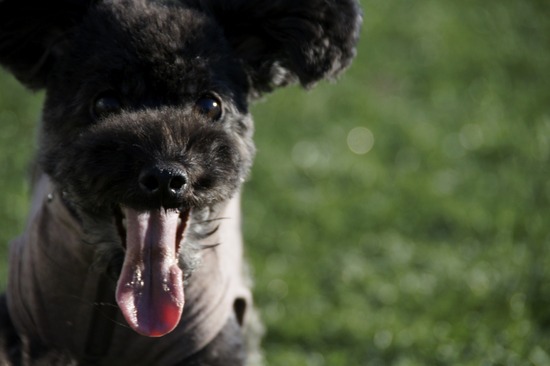 銀座トイプードルリリーas know as de wan44