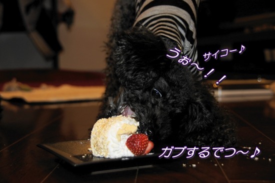 銀座トイプードルリリーas know as de wan39