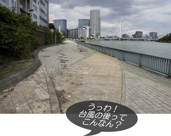 トイプードル銀座リリーasknowasdewan06