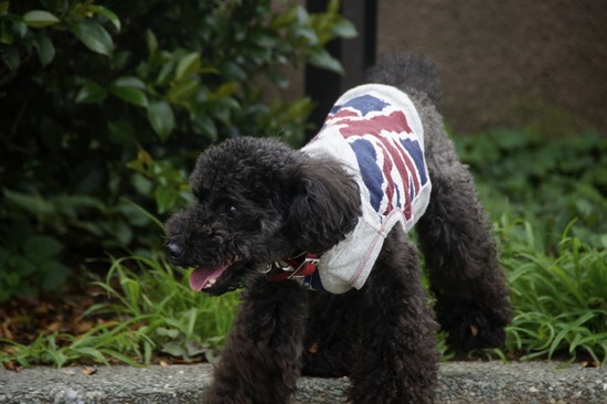 as know as de wan_銀座リリー_トイプードル10