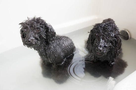 ニャンバーワン,銀座トイプードル,リリーとドナ,asknowasdewan50