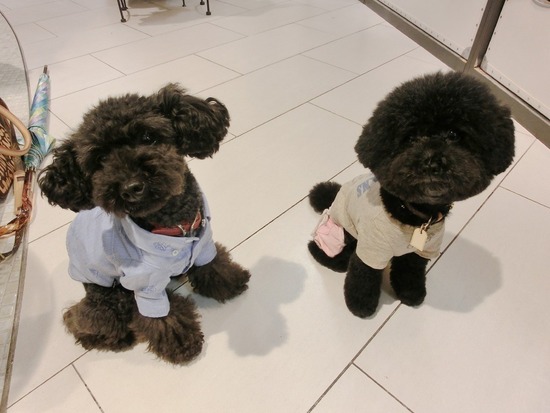 as know as de wanとトイプードルブラックの銀座リリー11