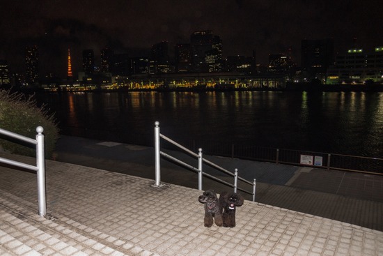 トイプードル銀座リリー＆ドナ24