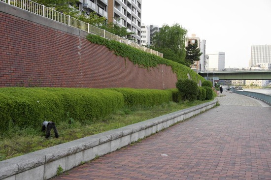 as know as de wan トイプードル 銀座リリー16