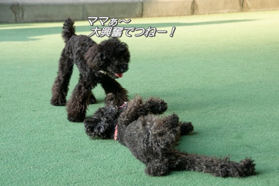 トイプードル銀座リリー＆ドナ112