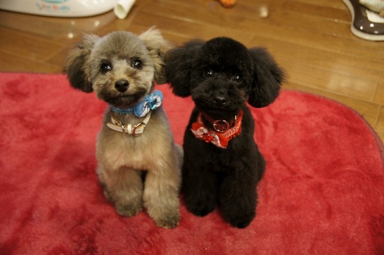 銀座トイプードルリリーas know as de wan01