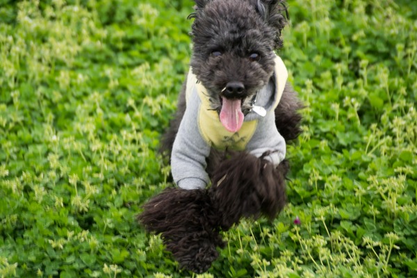 ブラックトイプードル銀座リリードナ003