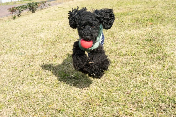 ブラックトイプードル銀座リリー＆ドナ022