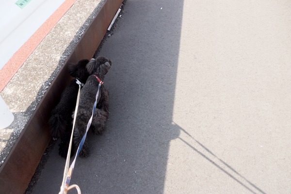 銀座トイプードル_リリードナ15