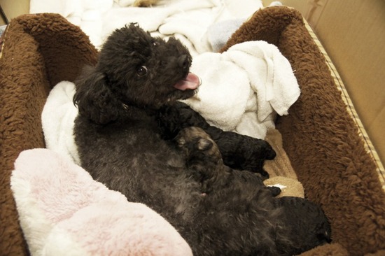 as know as de wanとトイプードルブラックの銀座リリー03