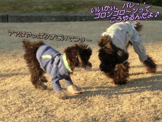 銀座トイプードルリリーas know as de wan06