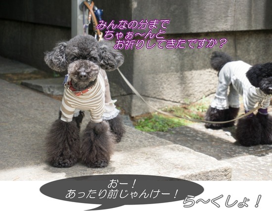 ニャンバーワン,銀座トイプードル,リリーとドナ,asknowasdewan041