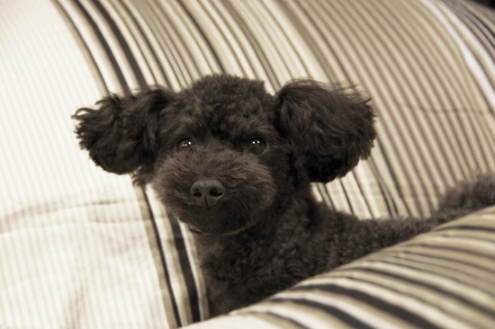 as know as de wan トイプードル 銀座リリー06