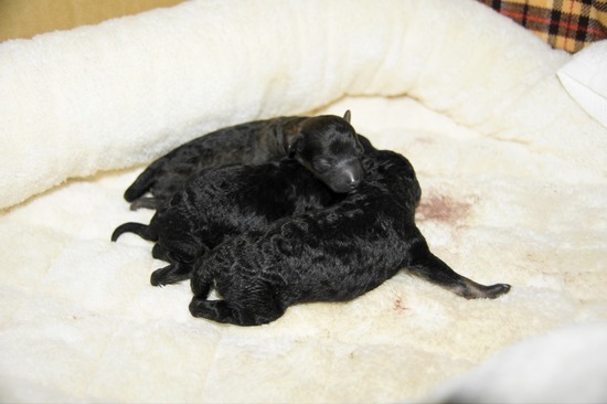 as know as de wanとトイプードルブラックの銀座リリー11