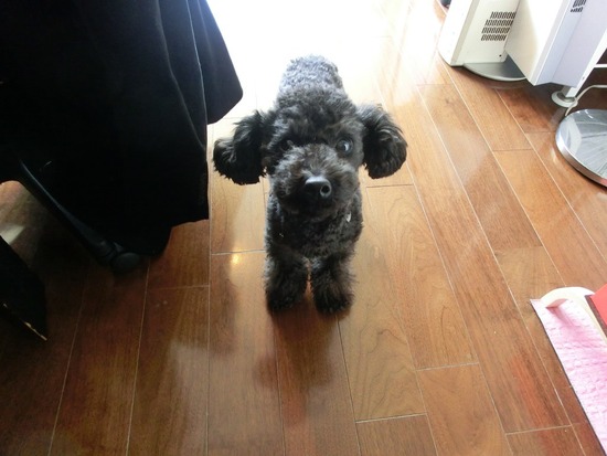 as know as de wan トイプードル 銀座リリー00