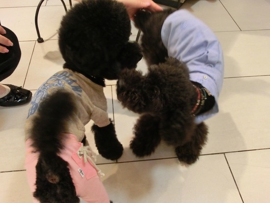 銀座トイプードルリリーas know as de wan06