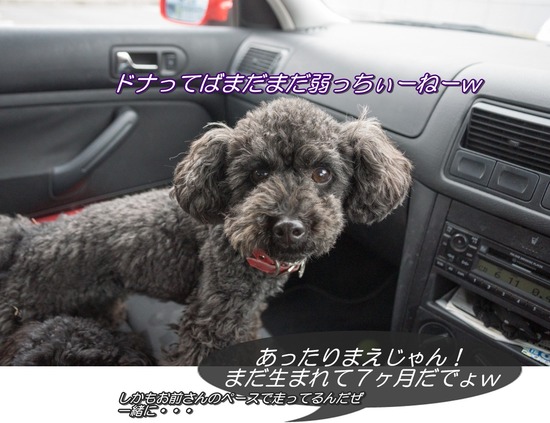 トイプードル銀座リリー&ドナ42