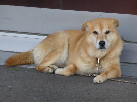 501 銀座ブラックのトイプードルリリーとドナas know as de wan10