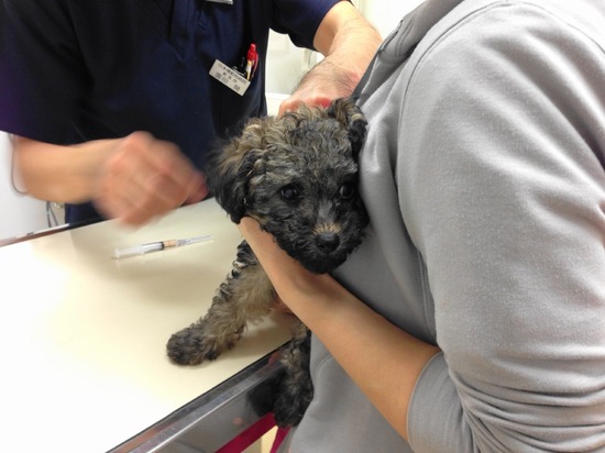 銀座 トイプードル リリー as know as de wan10