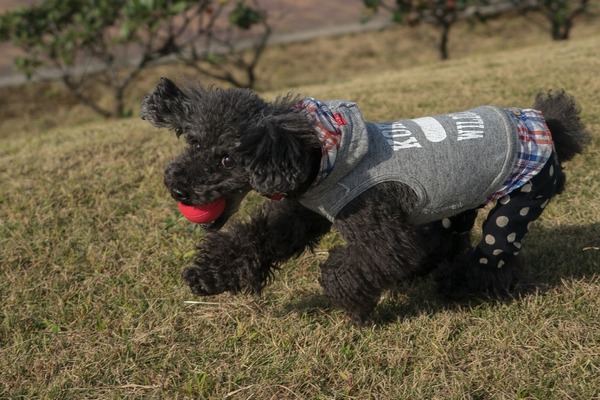 ブラックトイプードル銀座リリー＆ドナ050