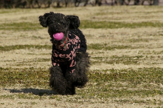 銀座トイプードルリリーas know as de wan38