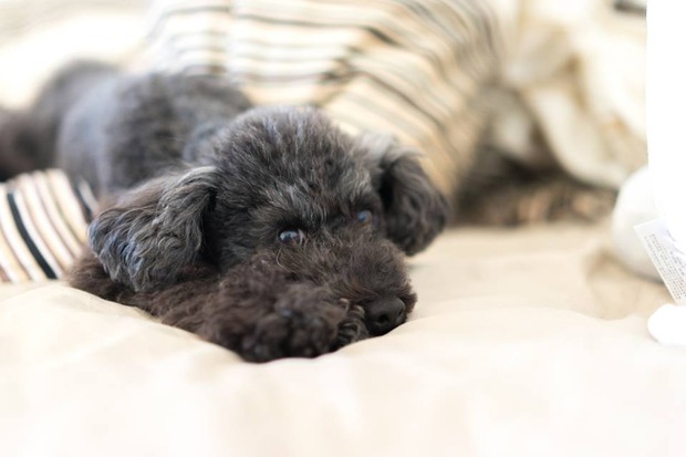 ブラックトイプードル銀座リリー＆ドナ10