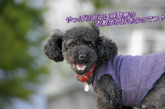 as know as de wanとトイプードルブラックの銀座リリー16