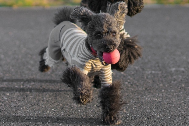 20151231ブラックトイプードル銀座リリー＆ドナ26