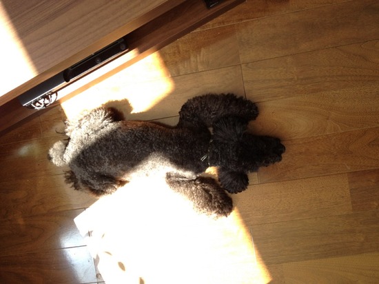 as know as de wanとトイプードルブラックの銀座リリー05