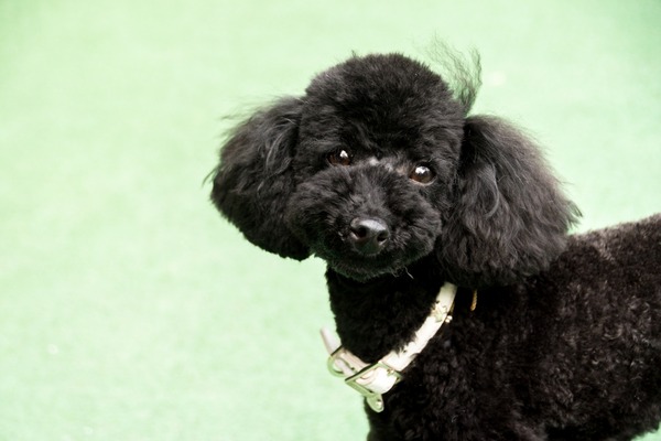 ブラックトイプードル銀座リリードナ007