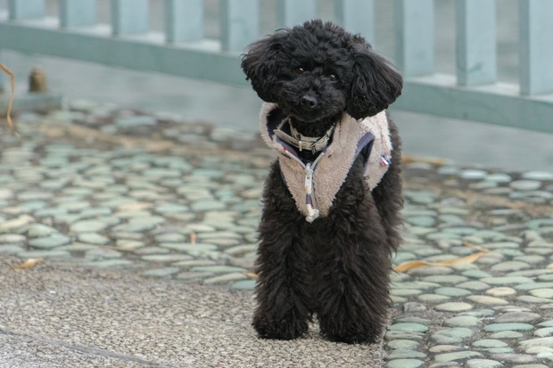 20160107ブラックトイプードル銀座リリー＆ドナ06