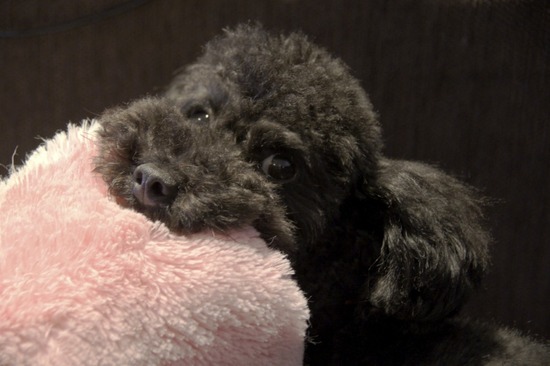 トイプードル銀座リリーasknowasdewan01