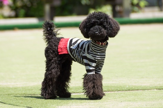 503 銀座ブラックのトイプードルリリーとドナas know as de wan05